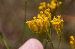 Pineland rayless goldenrod